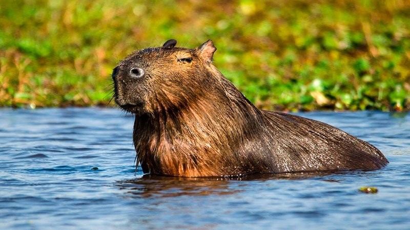 Los Animales m&aacute;s bellos del Litoral Argentino